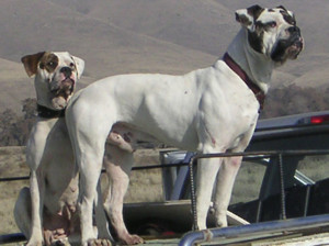Depredation dogs and Trained american bulldogs